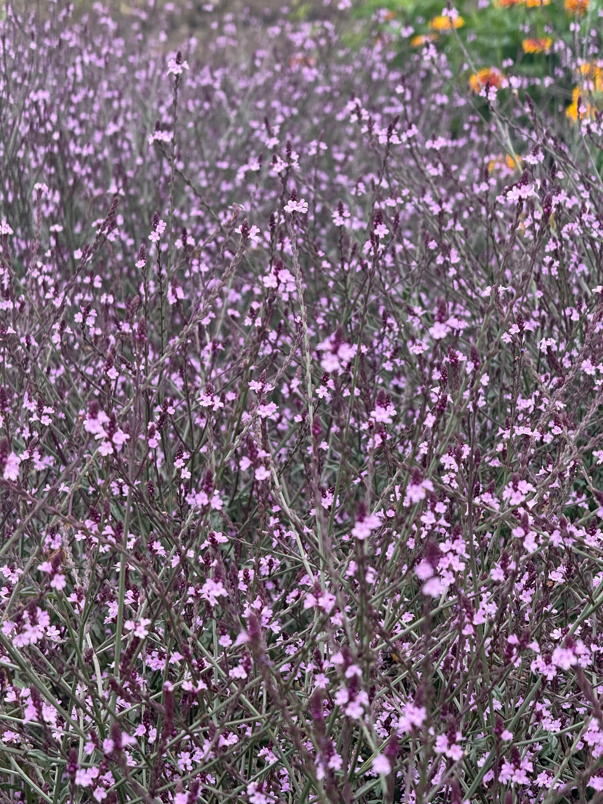 Ārstniecības verbēna Bampton | Verbena officinalis