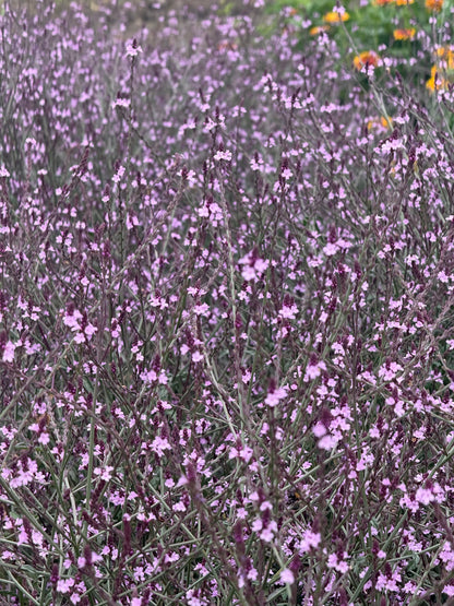 Ārstniecības verbēna Bampton | Verbena officinalis