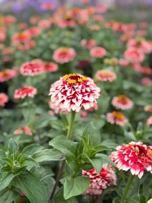 Skabiozu cīnija Zinderella Fizz | Zinnia elegans