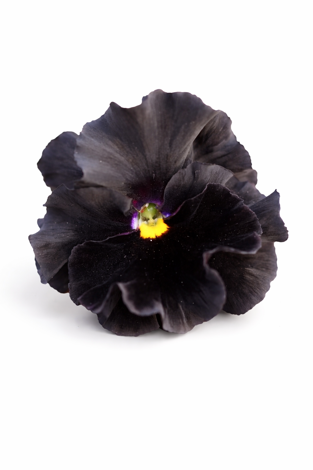 Viola x wittrockiana Flamenco Black Moon F1 | Pansy therapyofflowers.com