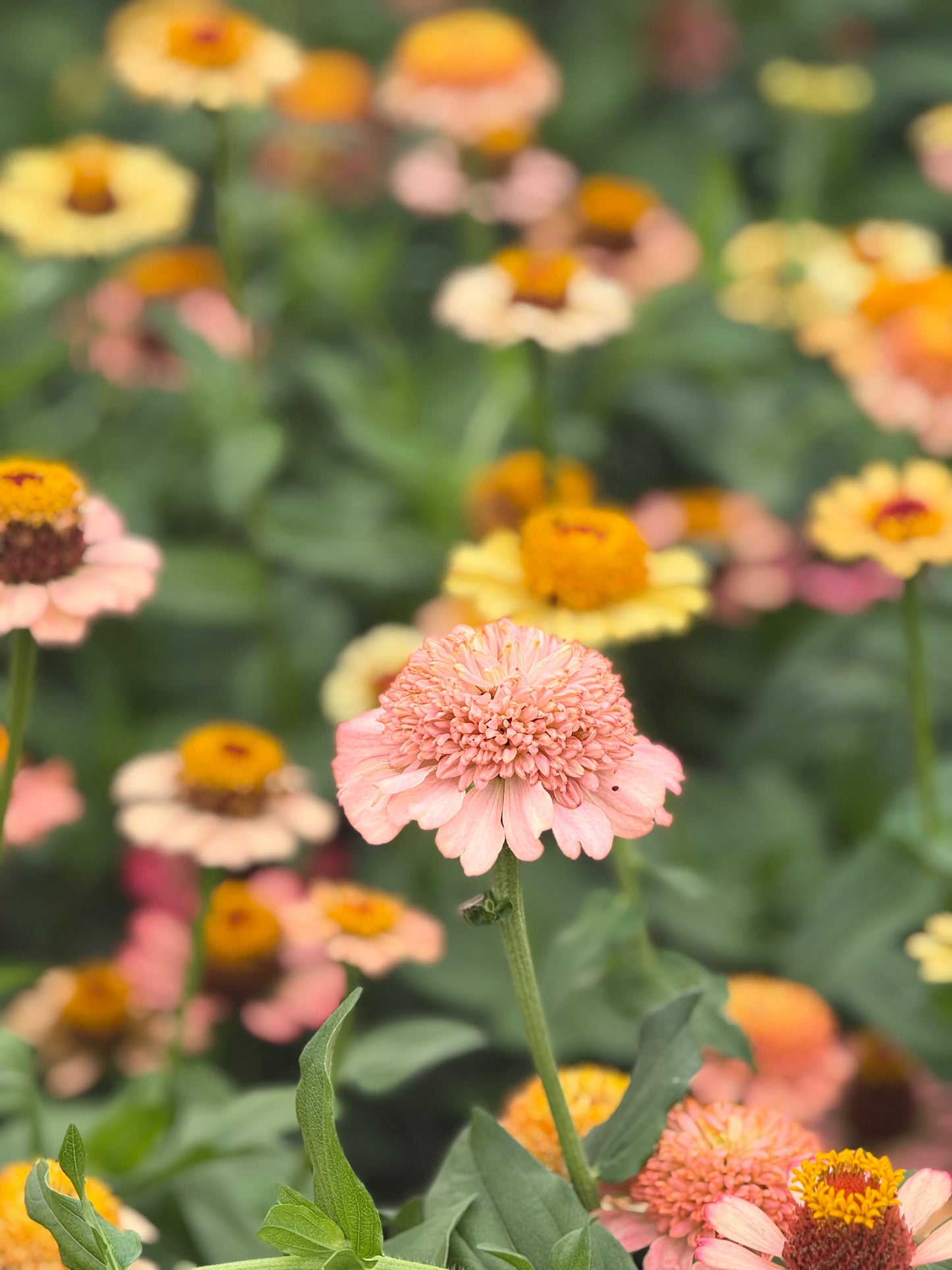 Zinnia elegans Zinderella Peach | Scabiosa-Flowered Zinnia therapyofflowers.com