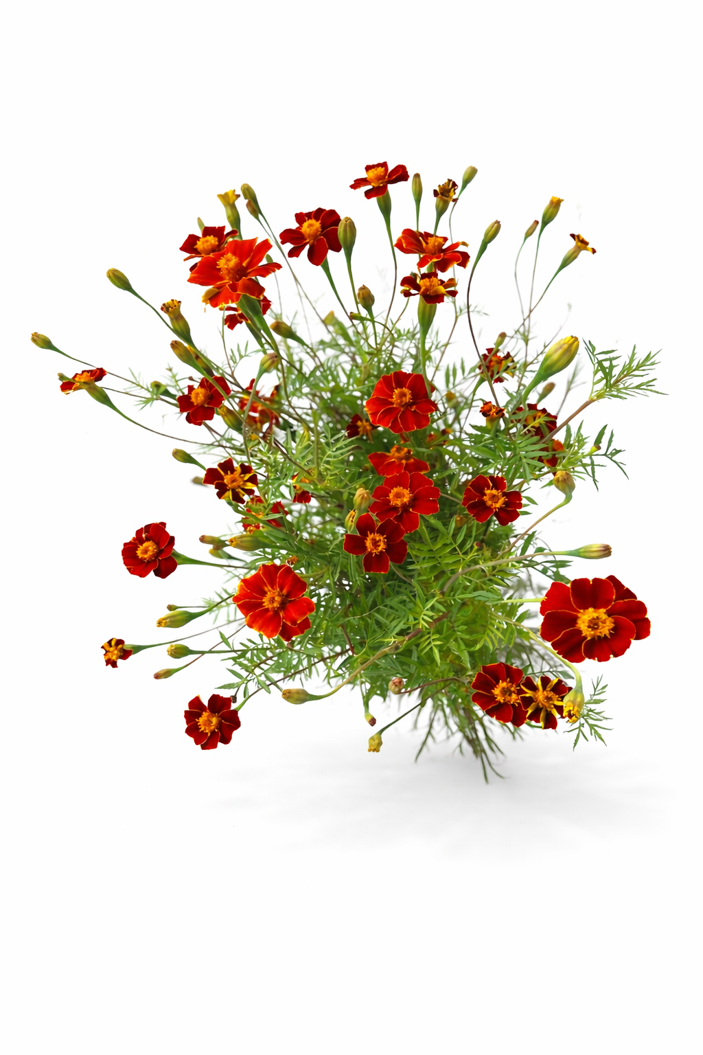 Tagetes patula Linnaeus Burning Embers | French Marigold | Height - 70 cm therapyofflowers.com