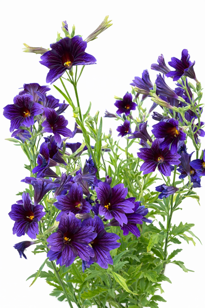 Salpiglossis sinuata Tora Blue F1 | Velvet Trumpet Flower | Pelleted therapyofflowers.com
