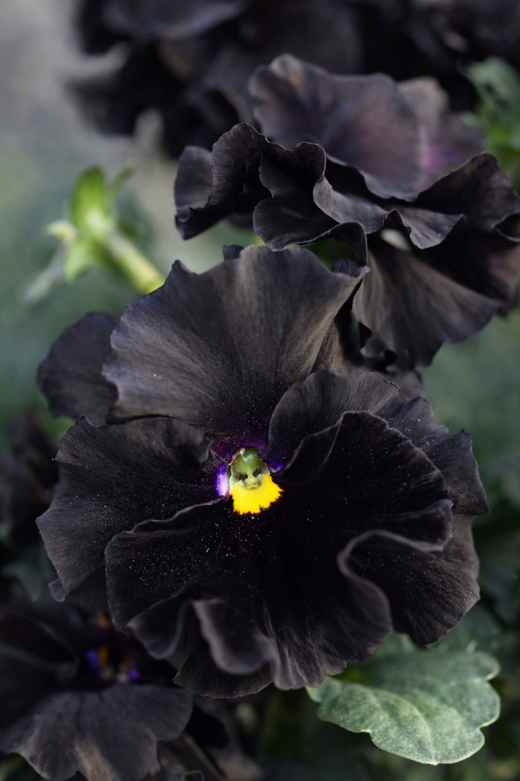 Viola x wittrockiana Flamenco Black Moon F1 | Pansy therapyofflowers.com