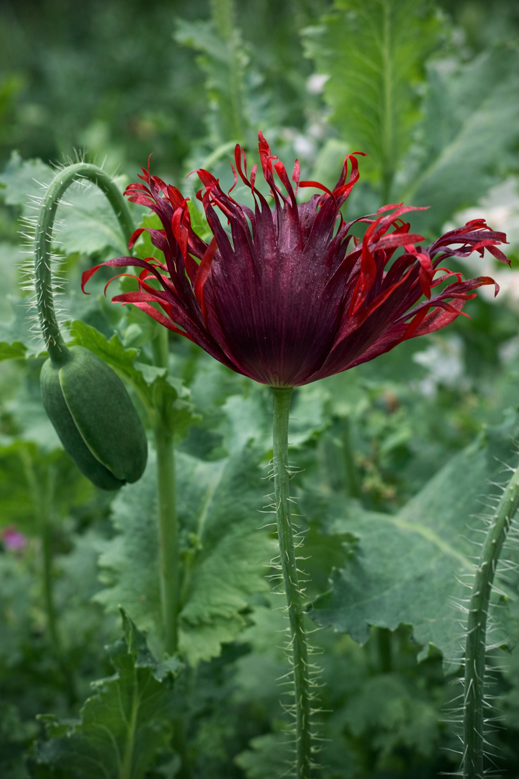 Papaver somniferum Black Swan | Breadseed Poppies | Feathered Poppy therapyofflowers.com