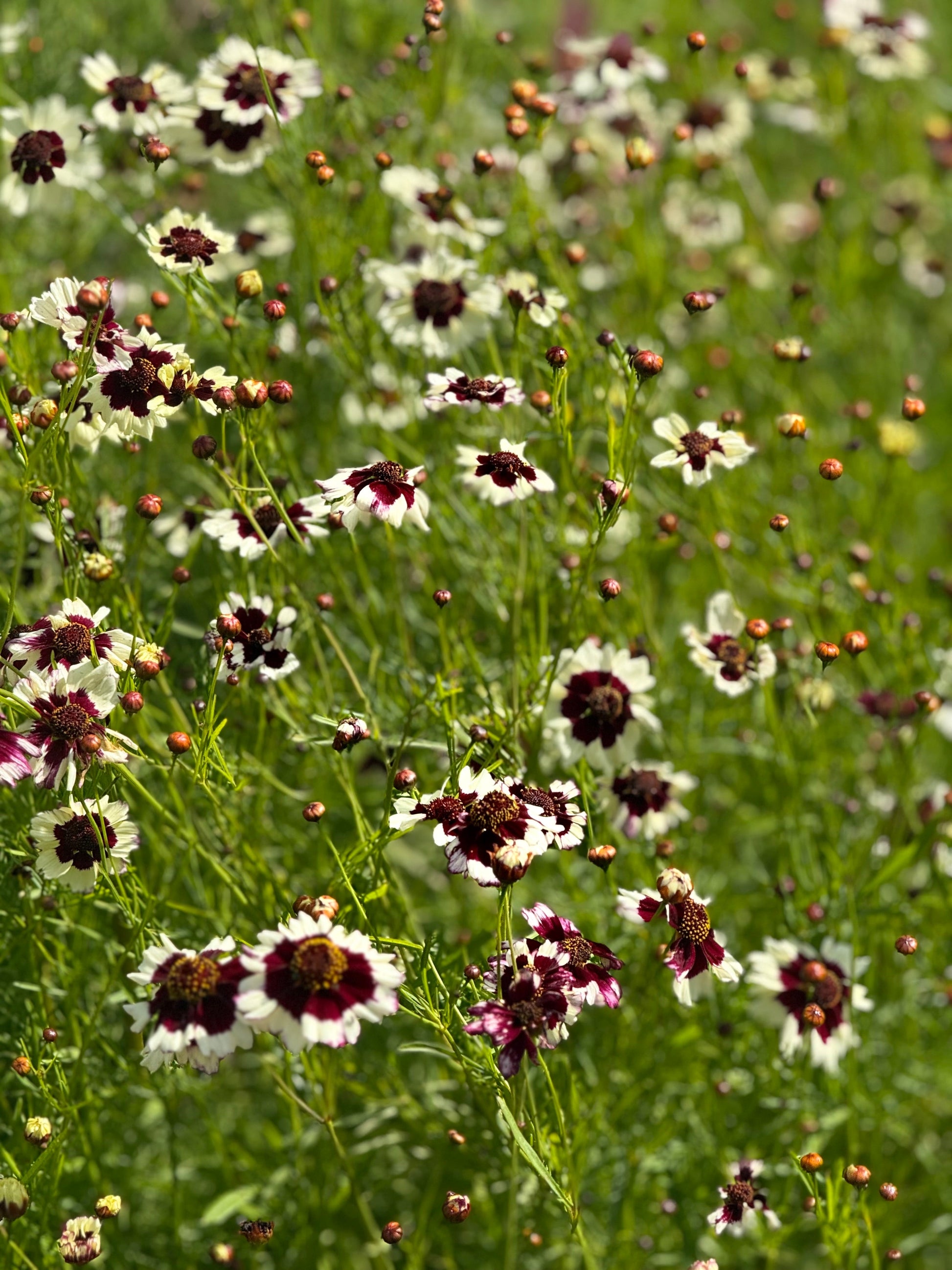 Coreopsis x hybrida Incredible! Swirl | Tickseed therapyofflowers.com