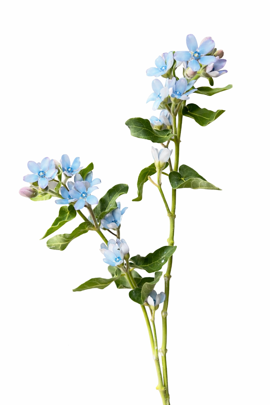 Oxypetalum coeruleum Sky Blue | Tweedia | Blue Milkweed therapyofflowers.com