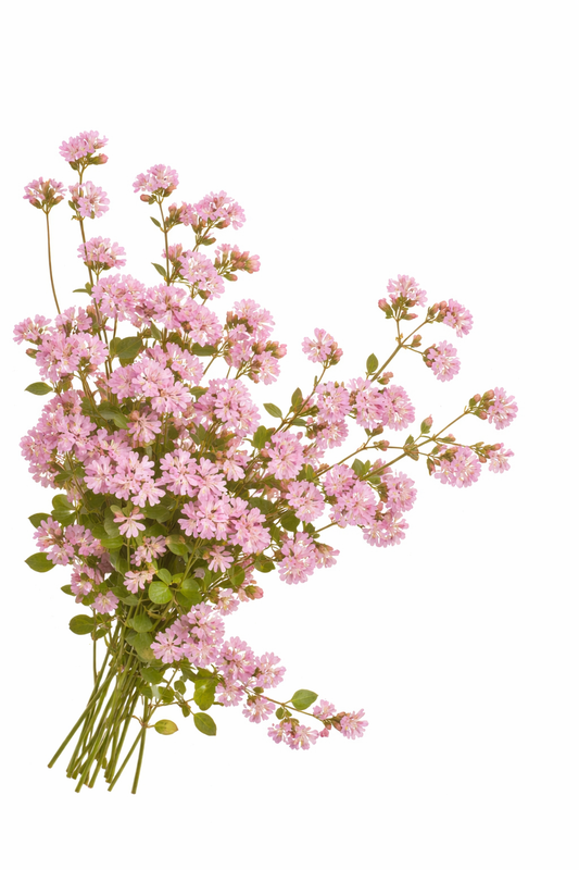 Silene pendula Sibella Pink | Nodding Catchfly therapyofflowers.com