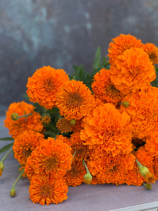 Augstā samtene Xochi™ Orange F1 | Tagetes erecta | Grieztajiem ziediem