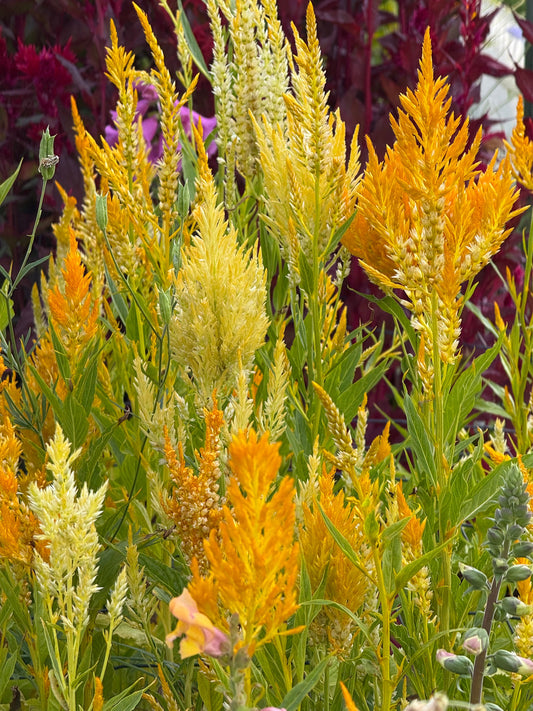 Celosia argentea var. plumosa Golden Plume | Feather Celosia | Tall therapyofflowers.com