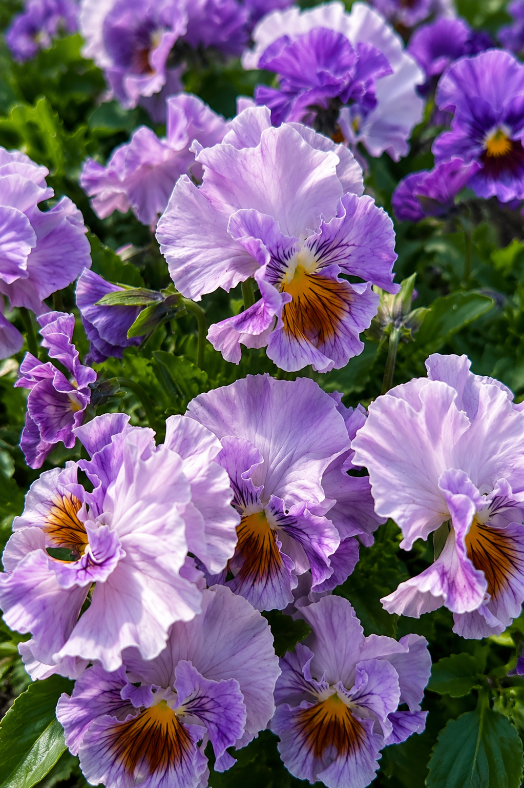 Viola x wittrockiana Flamenco Soft Azure Limonetto F1 | Pansy therapyofflowers.com