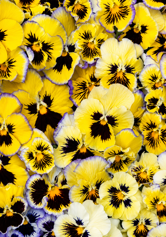 Viola x wittrockiana Aurora Shades F1 | Pansy therapyofflowers.com