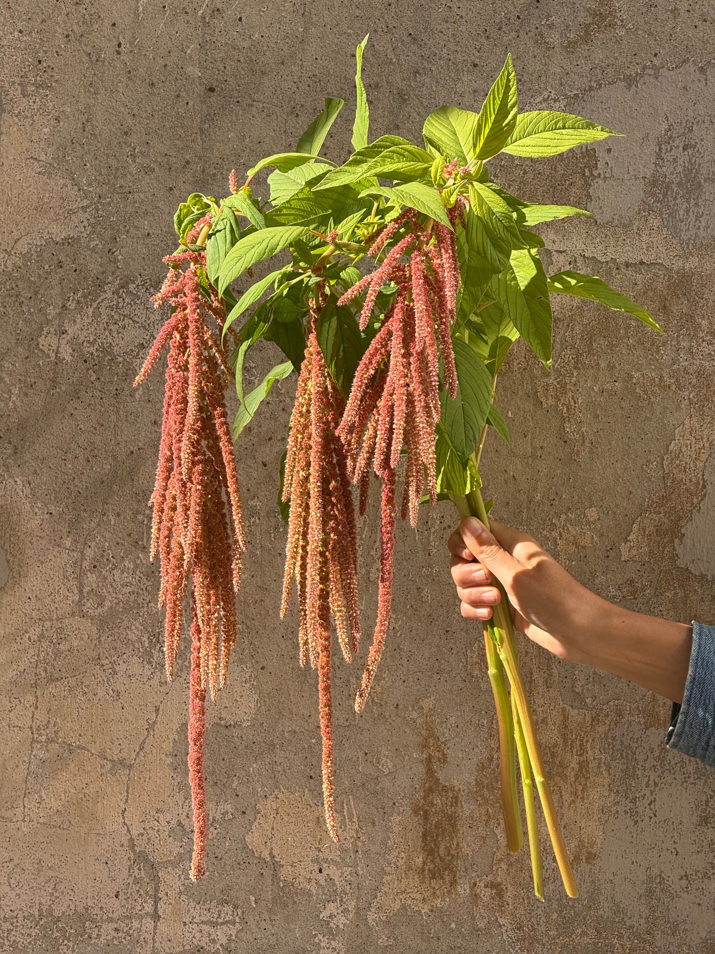 Astainais amarants Coral Fountain | Amaranthus caudatus