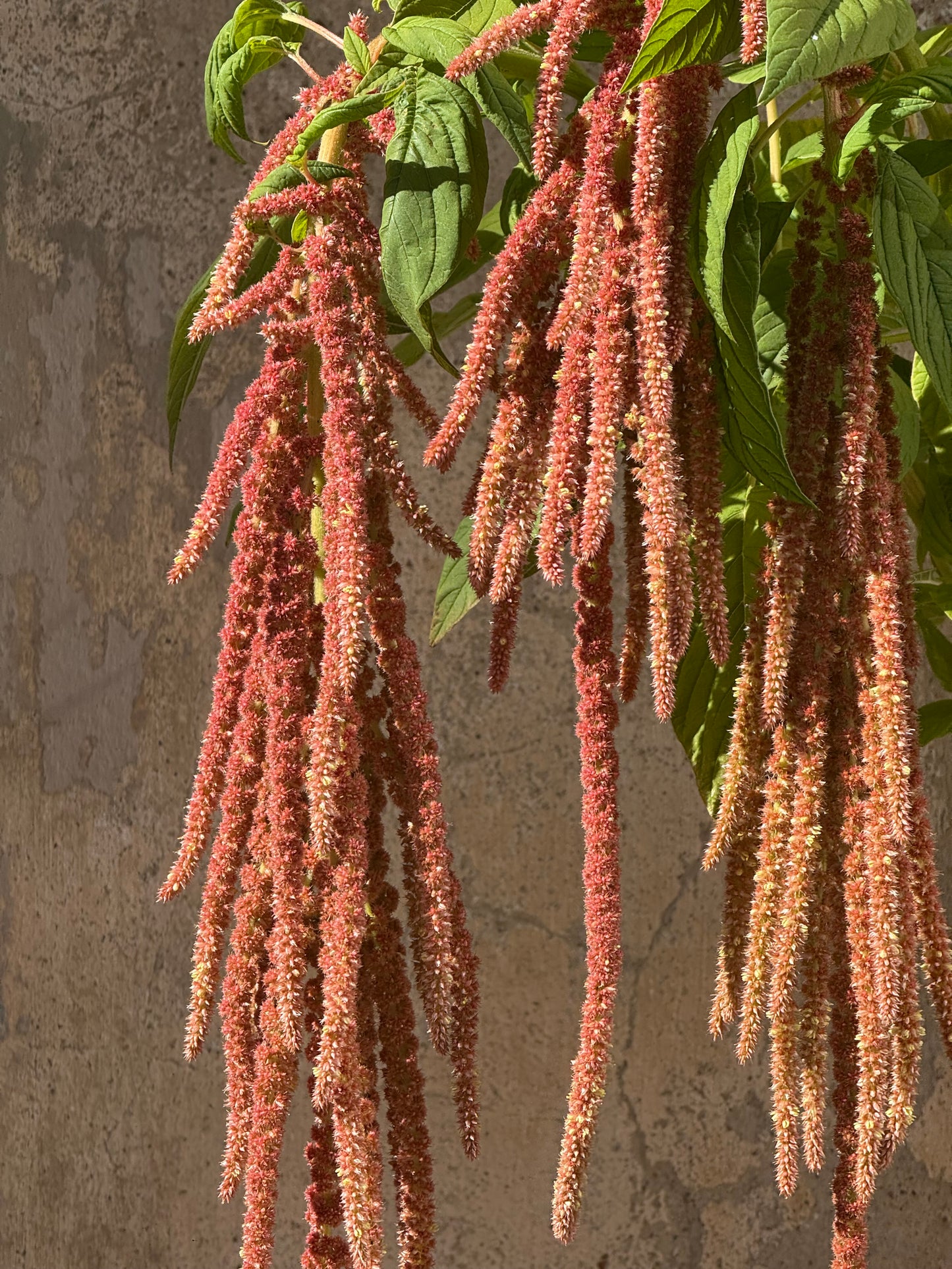 Astainais amarants Coral Fountain | Amaranthus caudatus