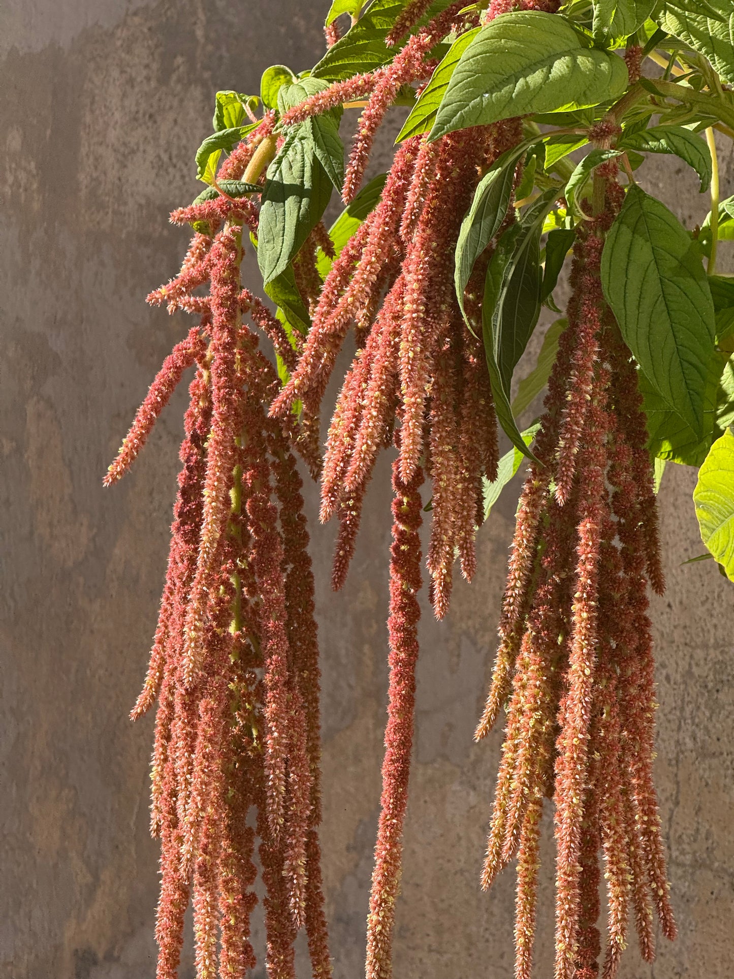 Astainais amarants Coral Fountain | Amaranthus caudatus