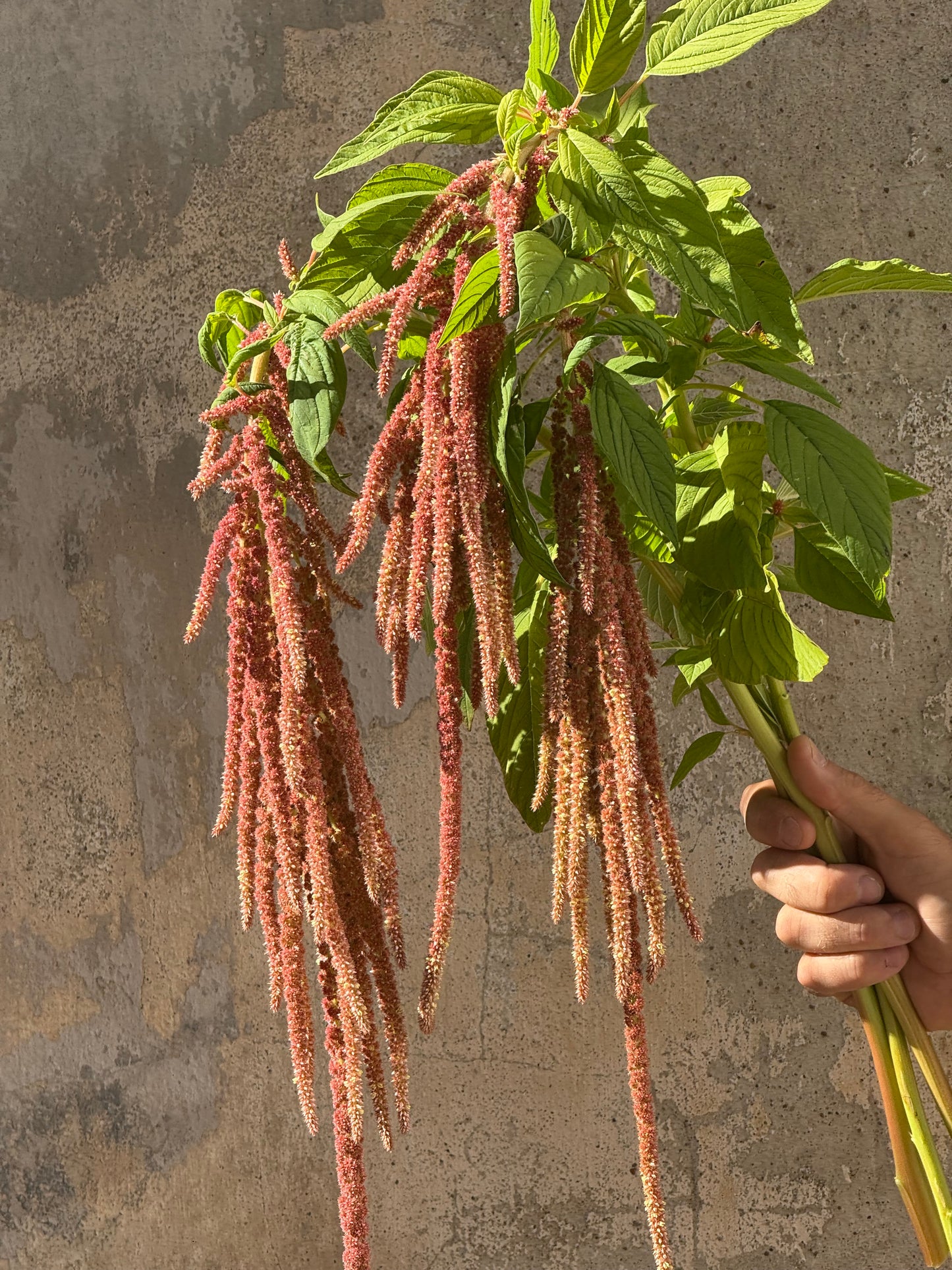 Astainais amarants Coral Fountain | Amaranthus caudatus