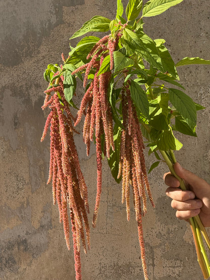 Astainais amarants Coral Fountain | Amaranthus caudatus