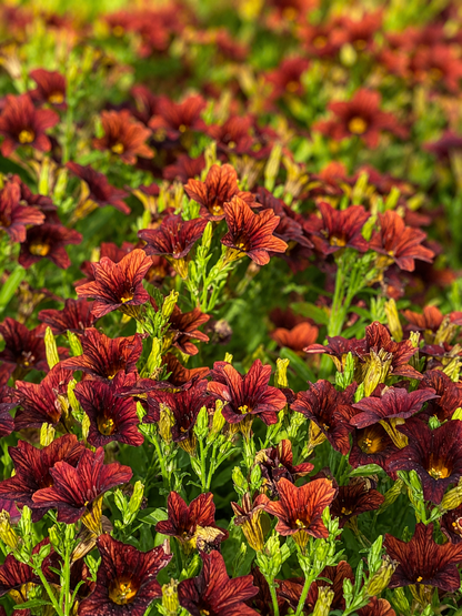 Salpiglossis sinuata Café au Lait F1 | Velvet Trumpet Flower | Pelleted therapyofflowers.com