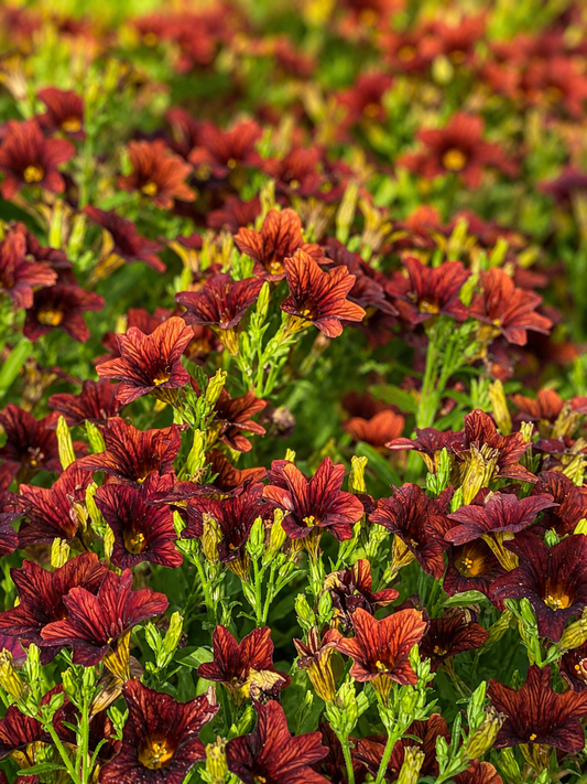 Salpiglossis sinuata Café au Lait F1 | Velvet Trumpet Flower | Pelleted therapyofflowers.com