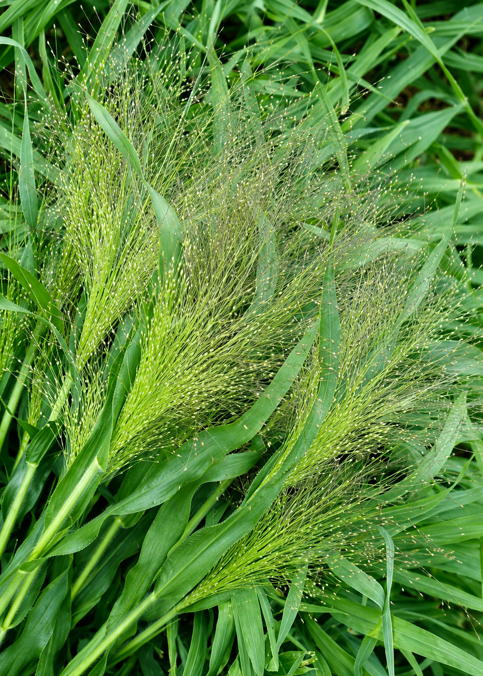 Panicum elegans QIS® Sprinkles | Fiber Optic Grass | Switchgrass therapyofflowers.com