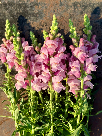 Snapdragon Potomac Lavender | Group 3,4 therapyofflowers.com