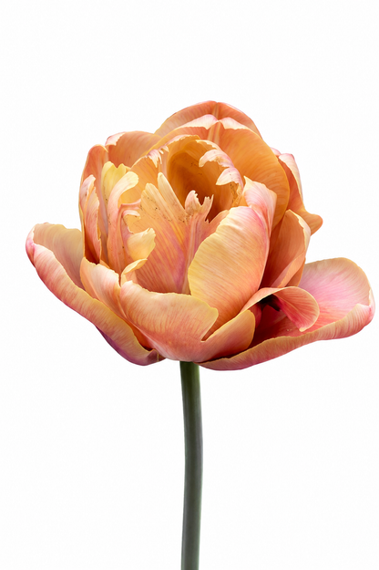 Tulip La Belle Epoque | Luxury Double Early Tulip therapyofflowers.com