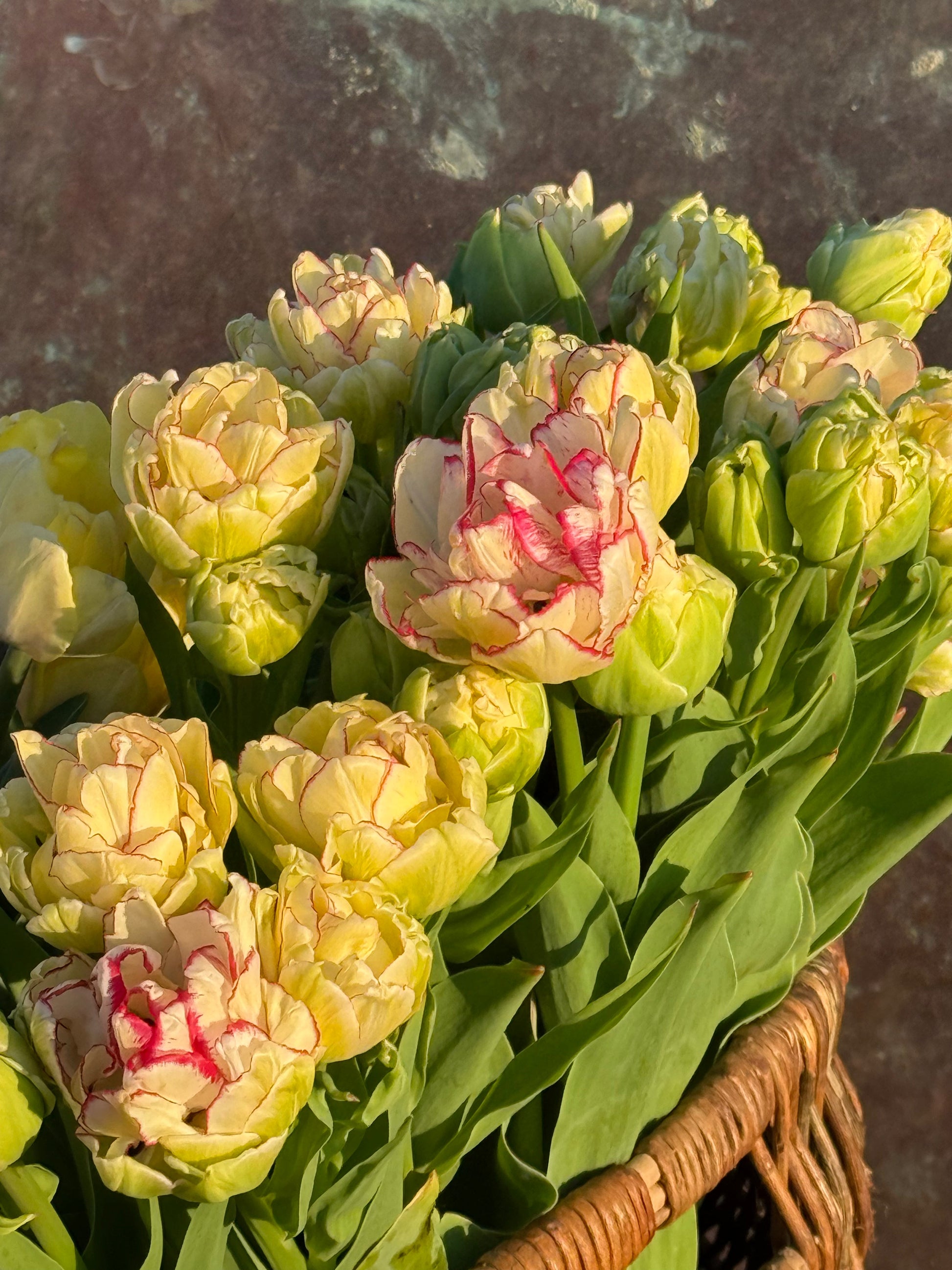 Tulip Belicia | Double Early Tulip therapyofflowers.com