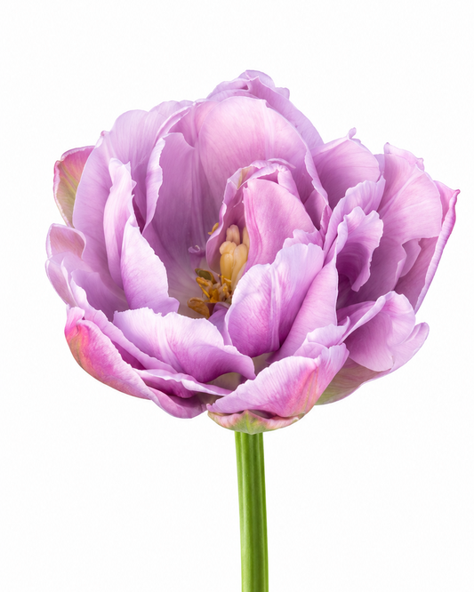 Tulip Katinka | Double Late Tulip therapyofflowers.com