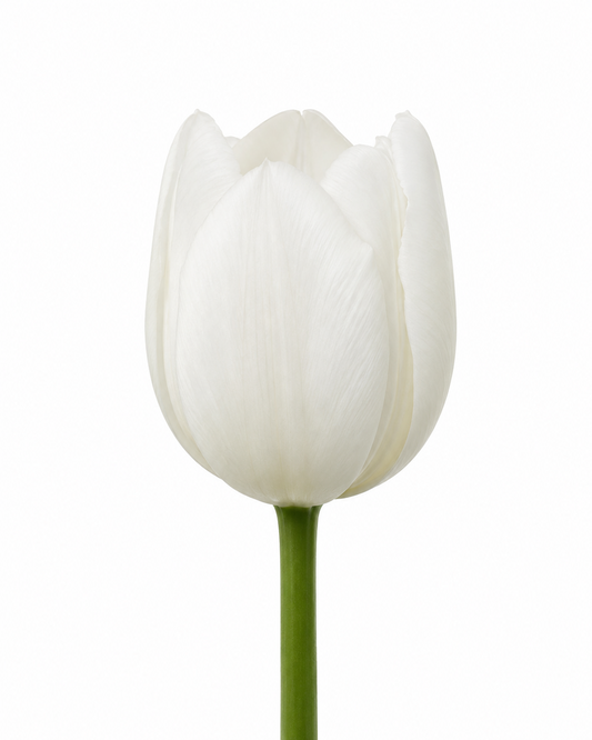 Tulip Maureen | Late Simple Tulip therapyofflowers.com