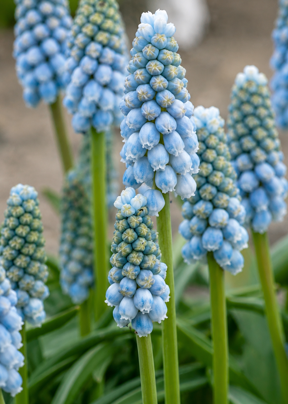 Muscari armeniacum Peppermint therapyofflowers.com