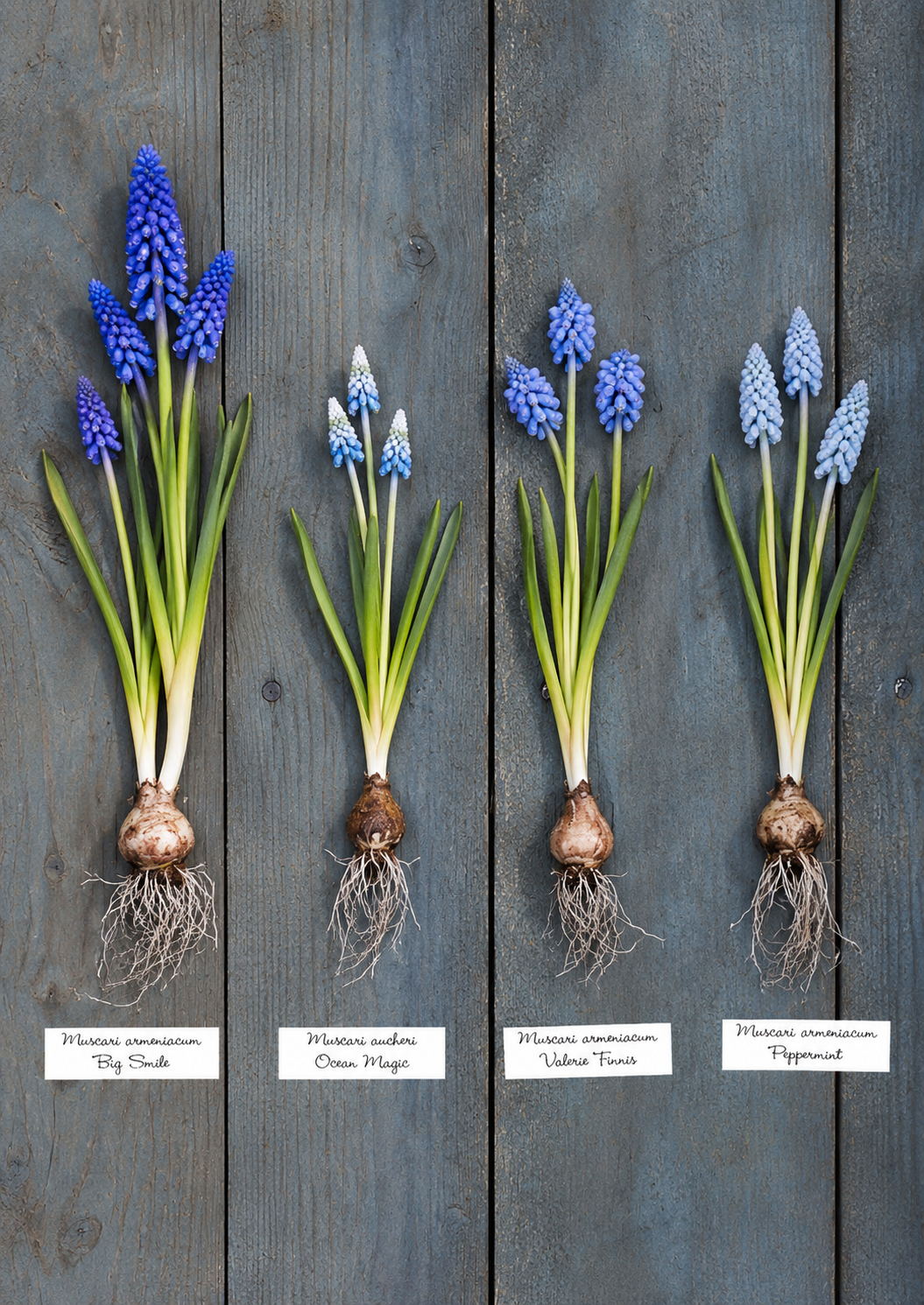 Muscari armeniacum Peppermint | Grape Hyacinth Bulbs therapyofflowers.com