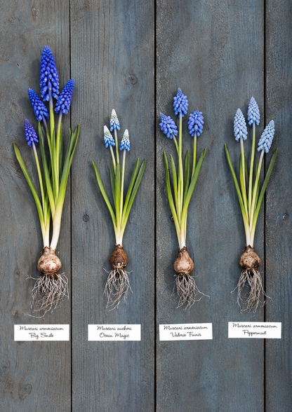 Muscari armeniacum Peppermint | Grape Hyacinth Bulbs therapyofflowers.com