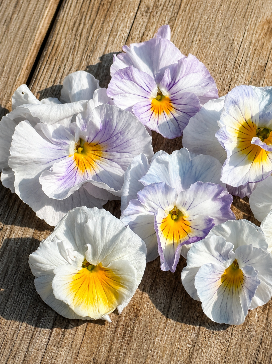 Viola x wittrockiana Flamenco Soft Azure Limonetto F1 | Pansy therapyofflowers.com