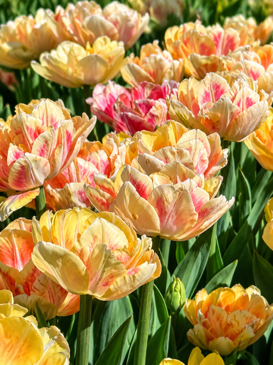 Tulip Foxy Foxtrot | Double Early Tulip therapyofflowers.com