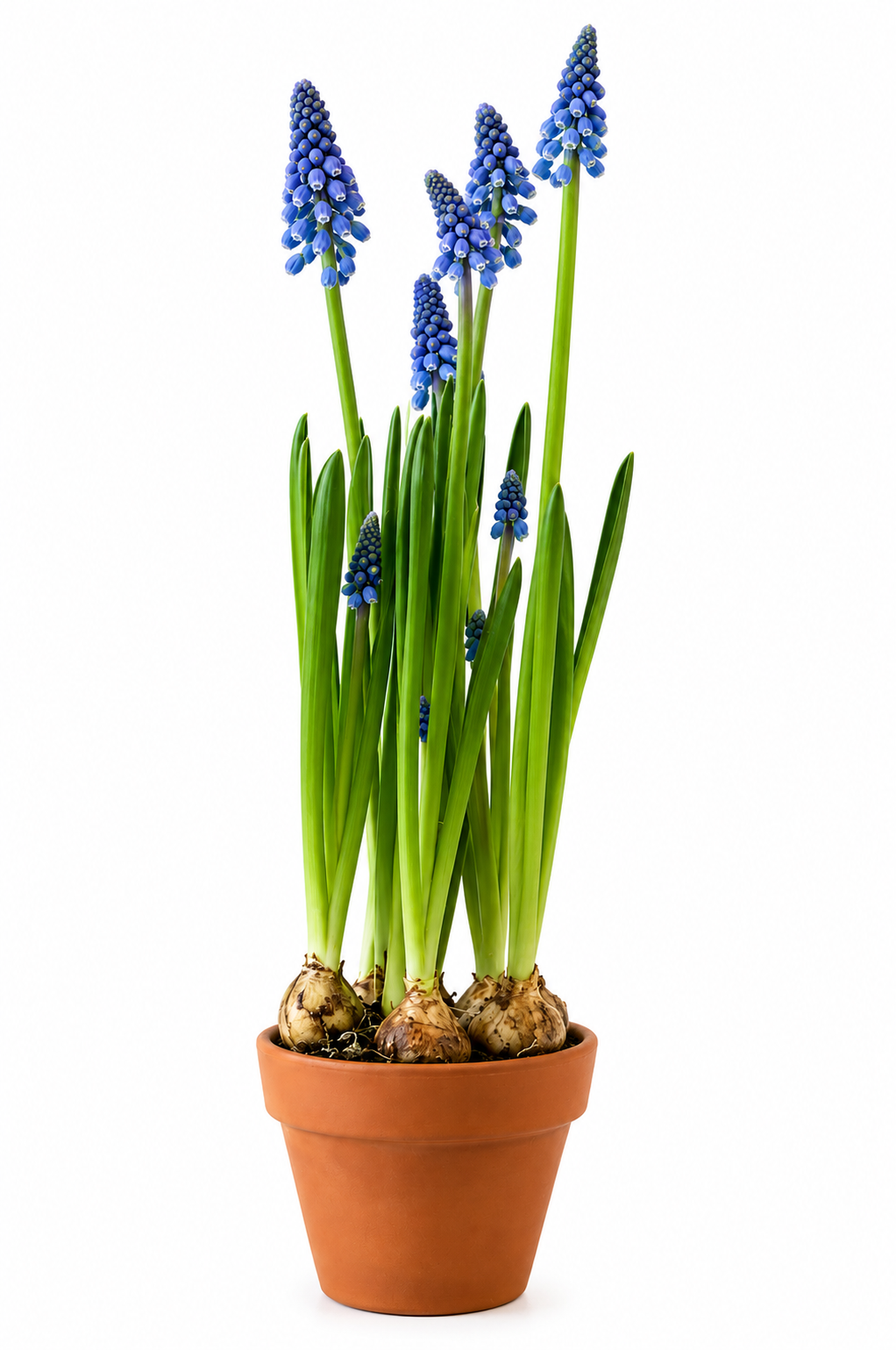 Muscari armeniacum Big Smile  | Grape Hyacinth Bulbs therapyofflowers.com