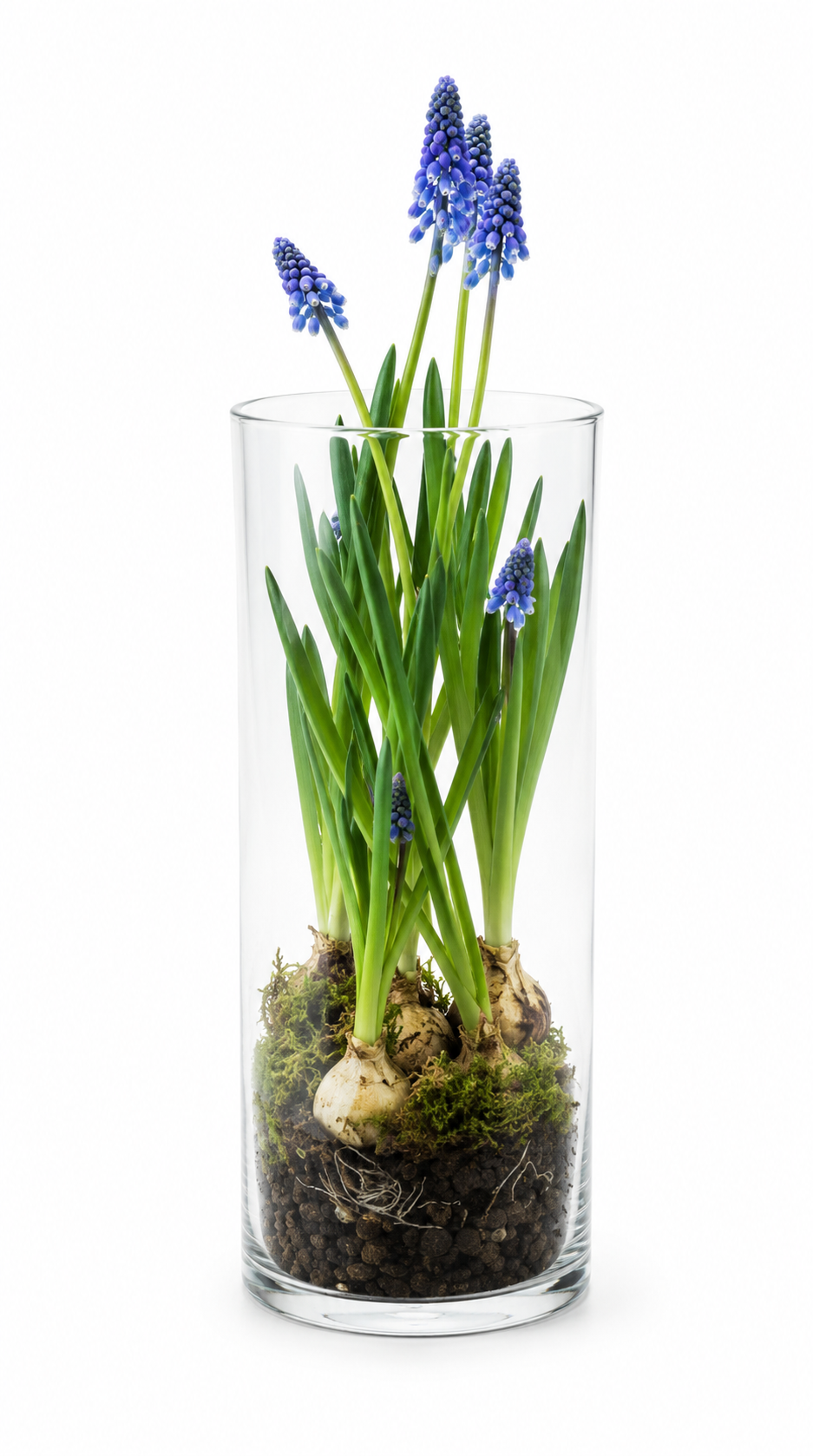Muscari armeniacum Big Smile  | Grape Hyacinth Bulbs therapyofflowers.com