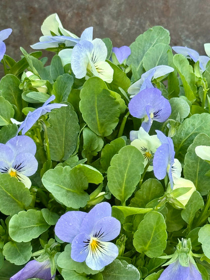 Viola cornuta Sorbet® XP YTT Babyface F1 | Horned Pansy therapyofflowers.com
