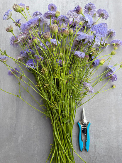 Garden Snips Leyat Happy Line Blue | Stainless Steel Flower Pruning Snips Leyat