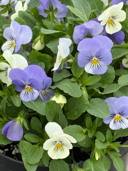 Viola cornuta Sorbet® XP YTT Babyface F1 | Horned Pansy therapyofflowers.com