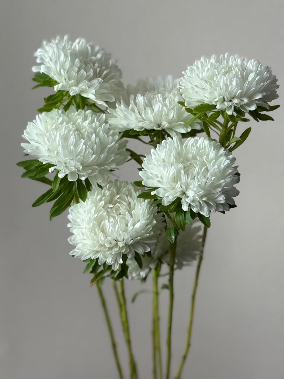 China Aster Syringa White | Callistephus chinensis therapyofflowers.com