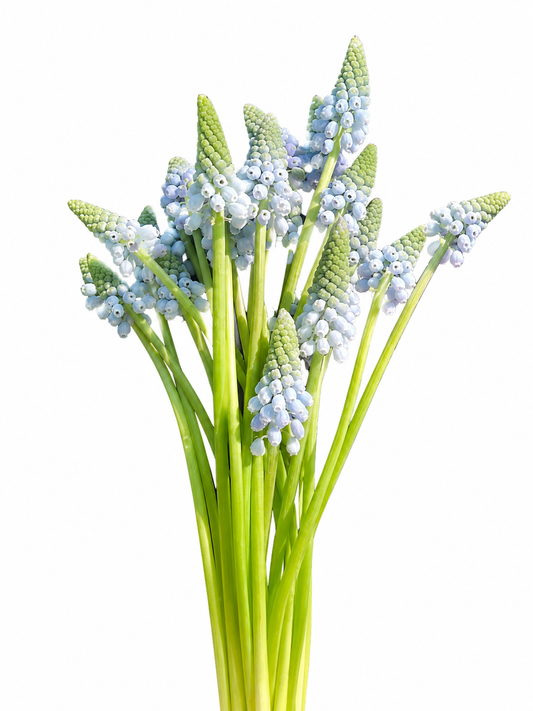 Muscari aucheri Ocean Magic® | Grape Hyacinth Bulbs therapyofflowers.com