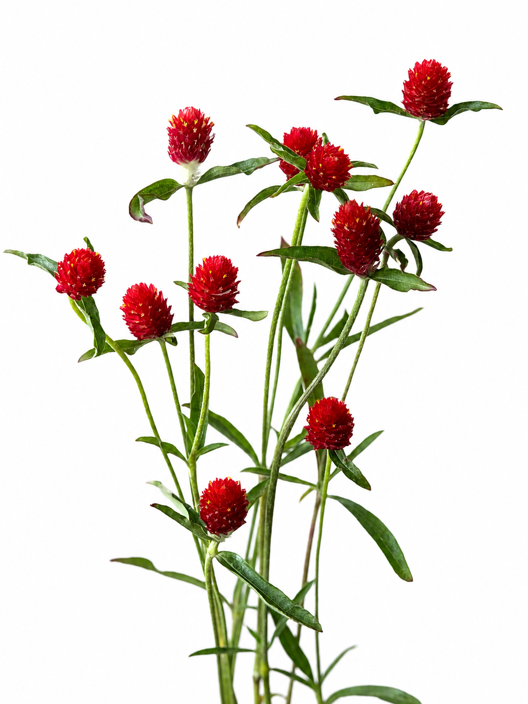 Gomphrena haageana Strawberry Fair | Rio Grande Globe Amaranth therapyofflowers.com
