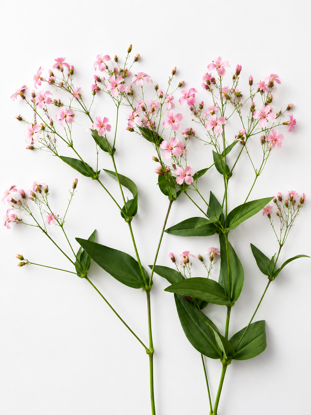 Saponaria vaccaria Pink Beauty | Cowcockle therapyofflowers.com