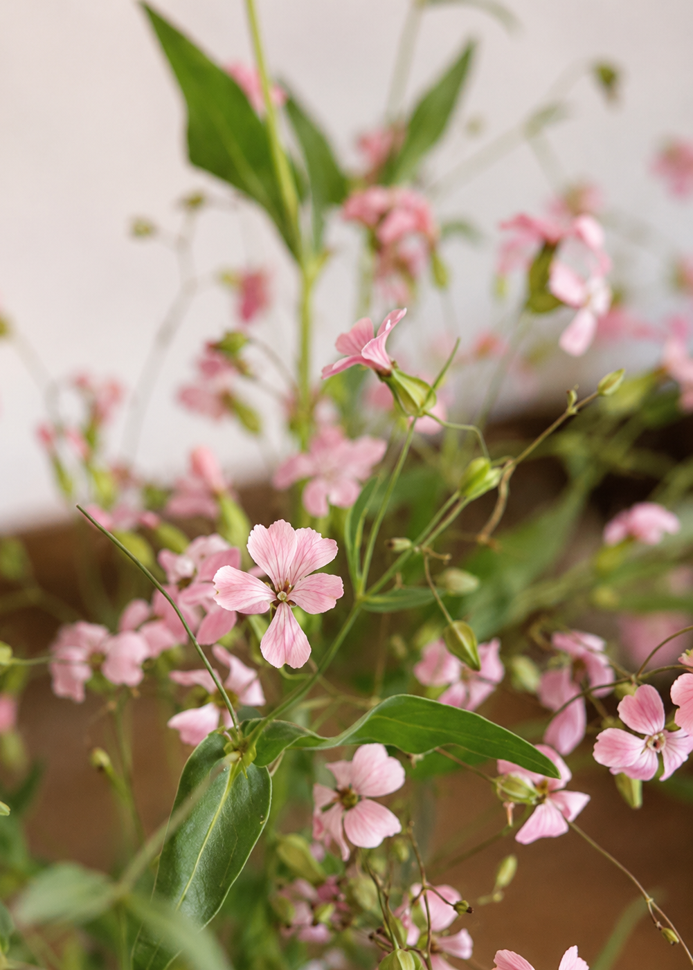 Saponaria vaccaria Pink Beauty | Cowcockle therapyofflowers.com