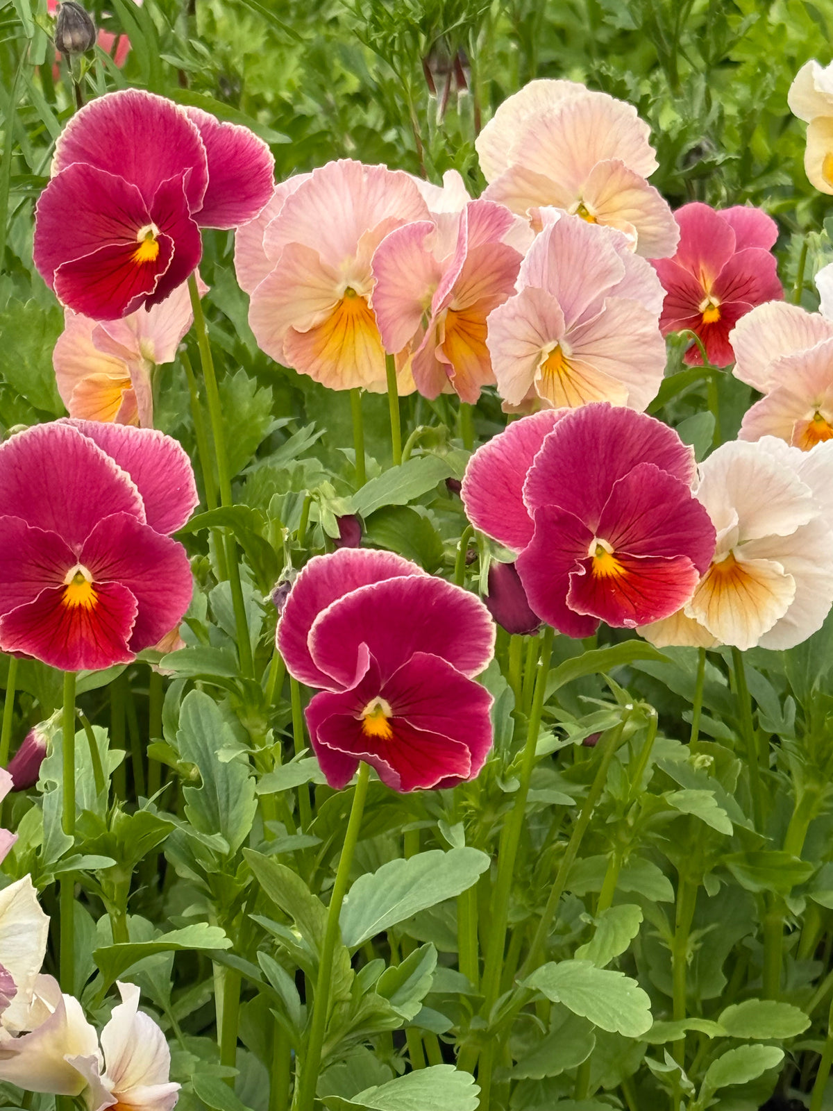 Viola x wittrockiana Imperial™ Antique Shades F1 | Pansy therapyofflowers.com