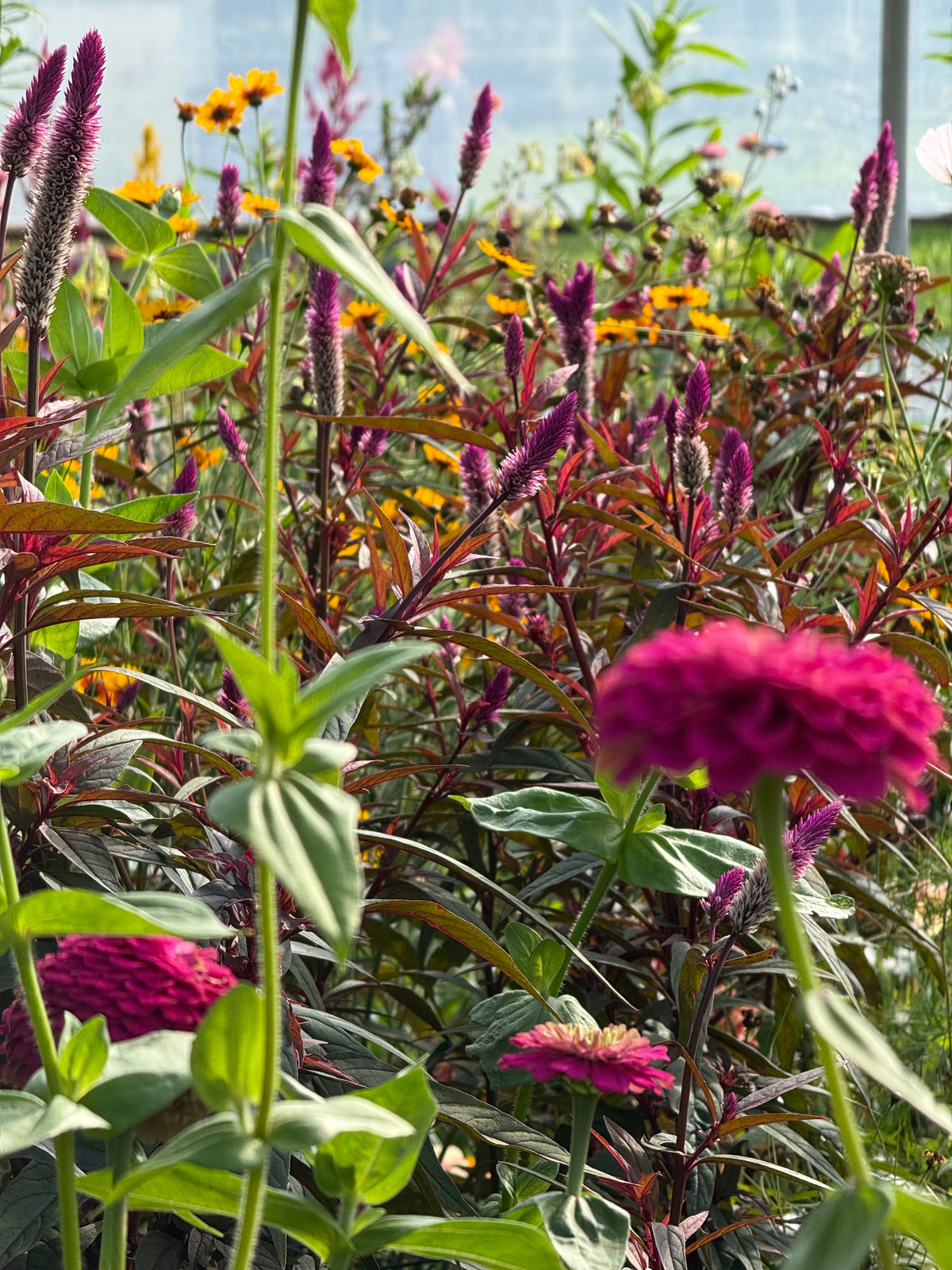Celozija Flamingo Purple