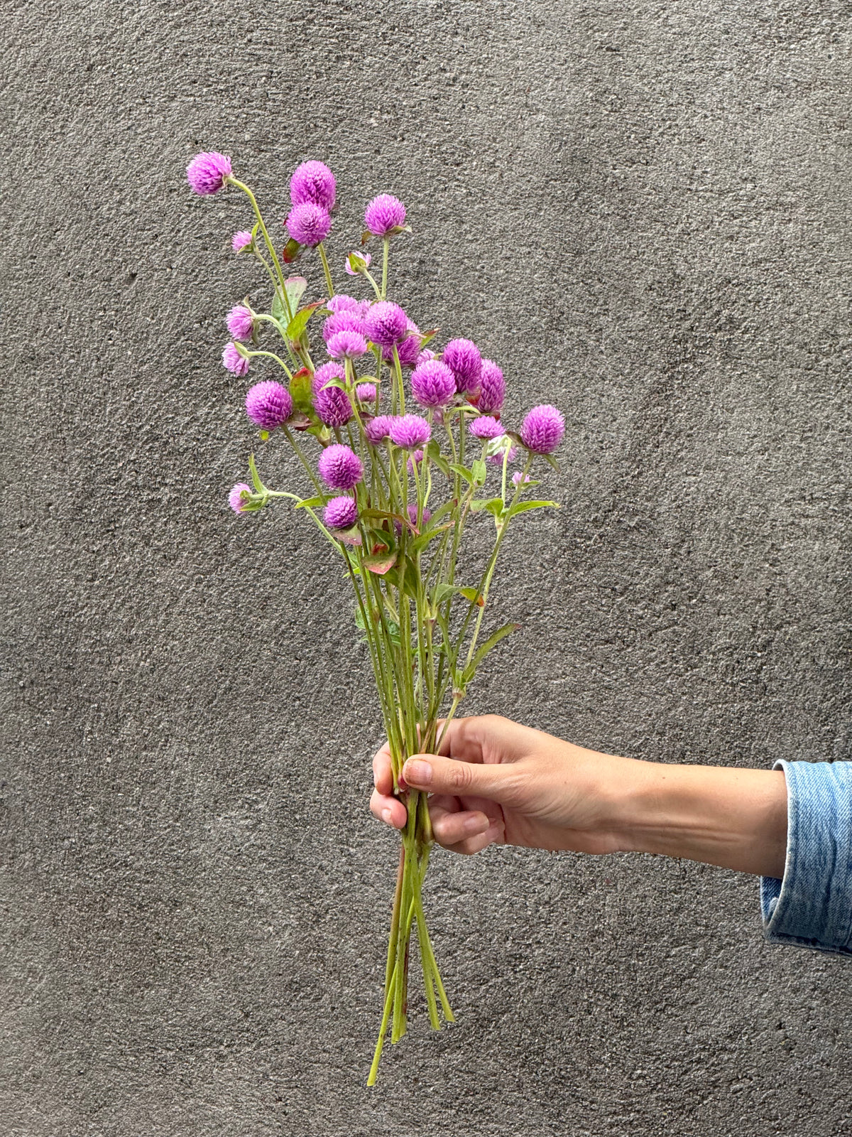 Lodveida gomfrēna Lavender Lady | Gomphrena globosa
