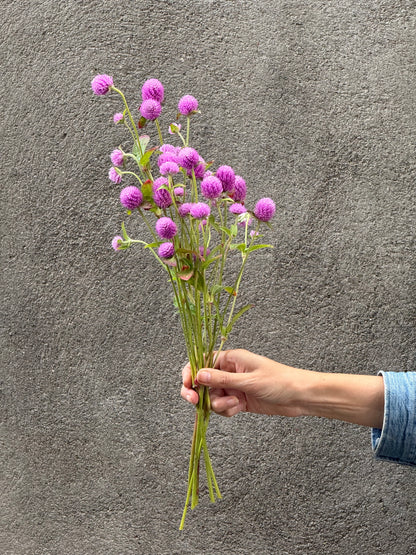 Lodveida gomfrēna Lavender Lady | Gomphrena globosa