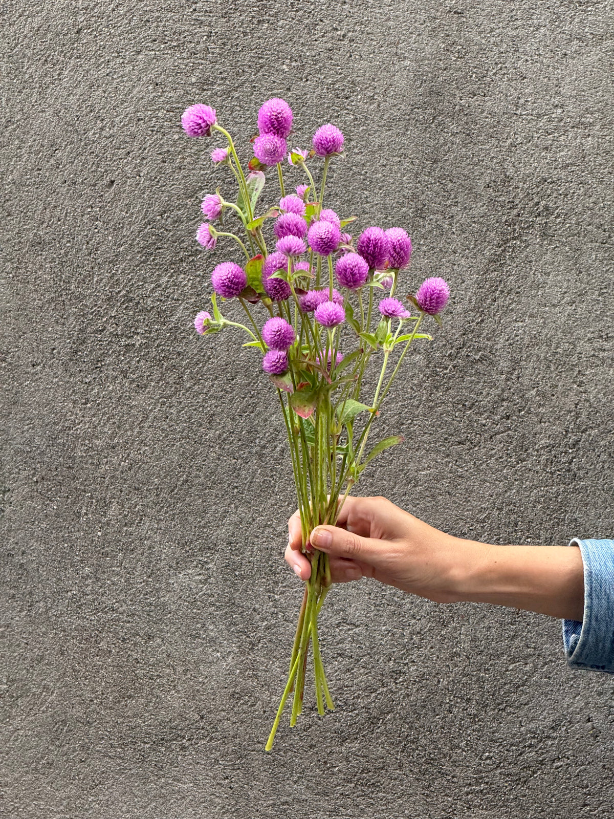 Lodveida gomfrēna Lavender Lady | Gomphrena globosa