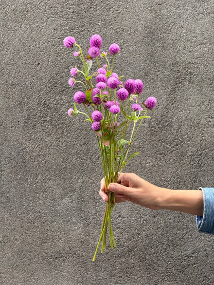 Lodveida gomfrēna Lavender Lady | Gomphrena globosa